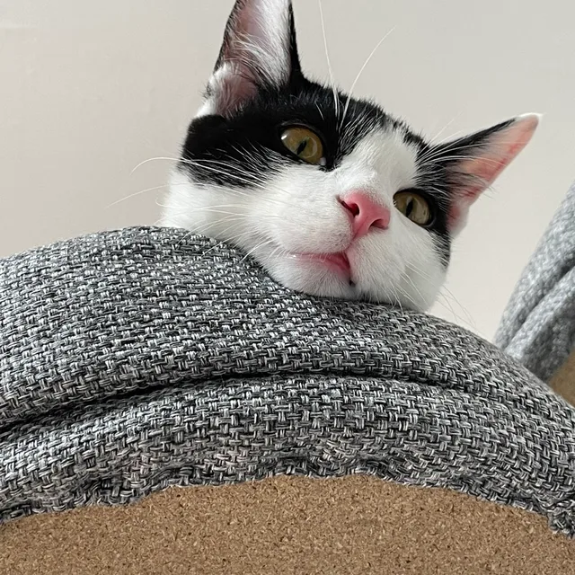 레오
