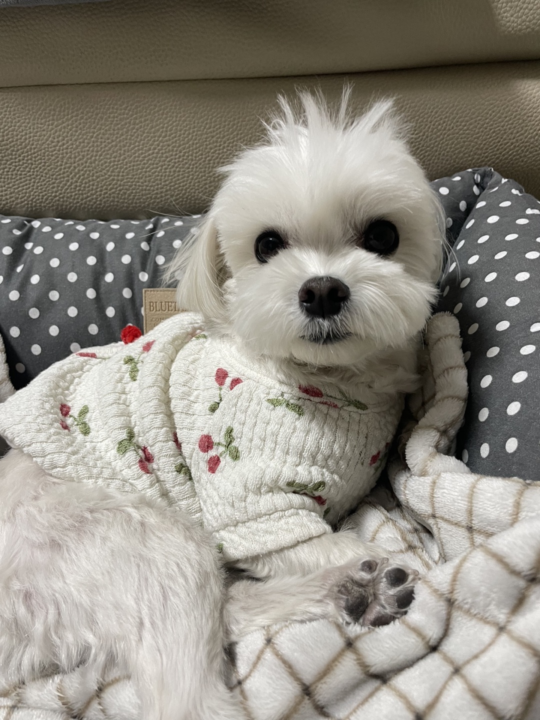 짱구왕자님