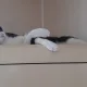꼬냥이