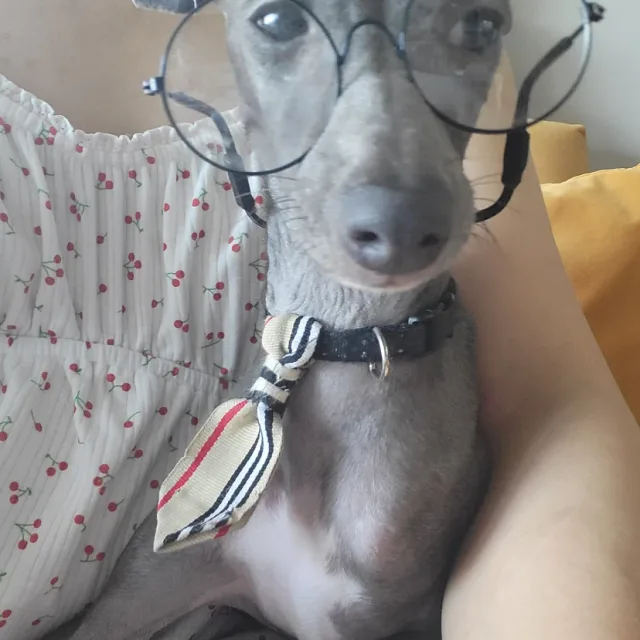 밍키