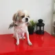 별솜
