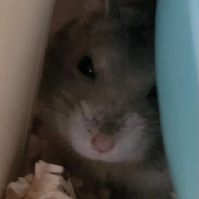 콩콩이