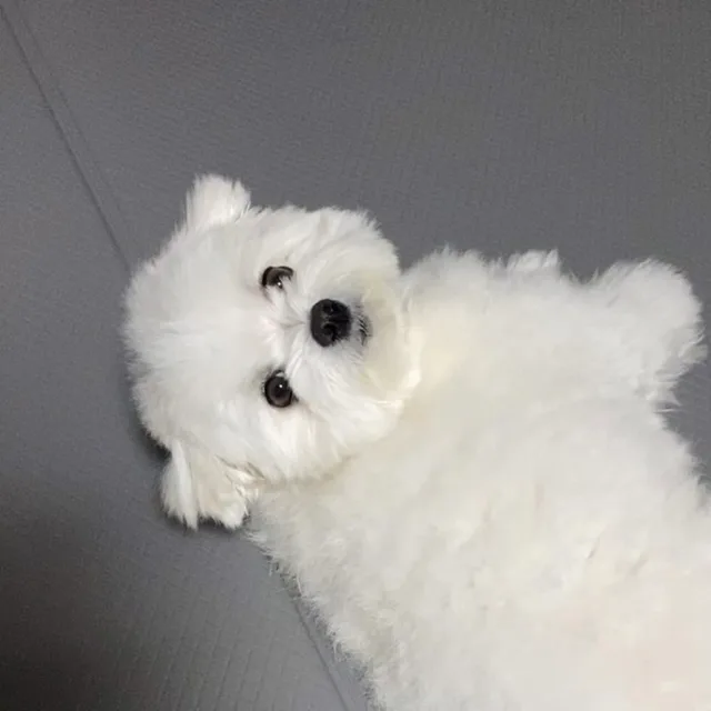 알라