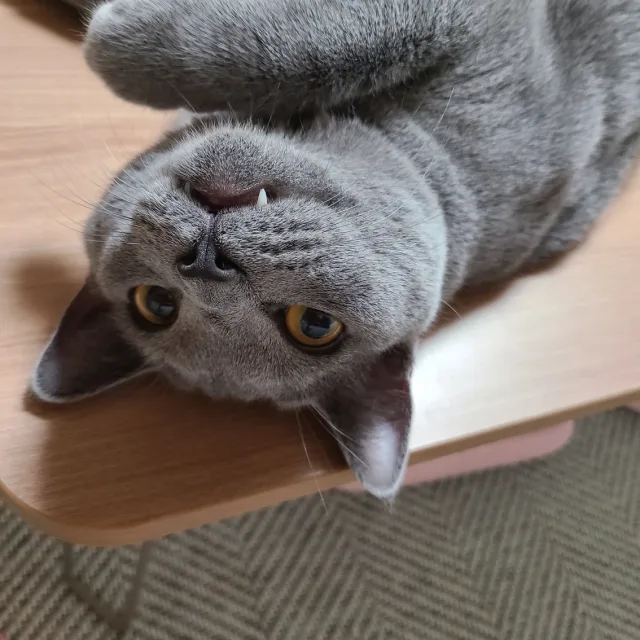소잉