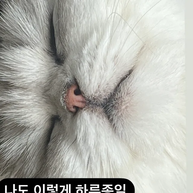 다팔라니