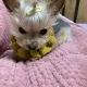제리
