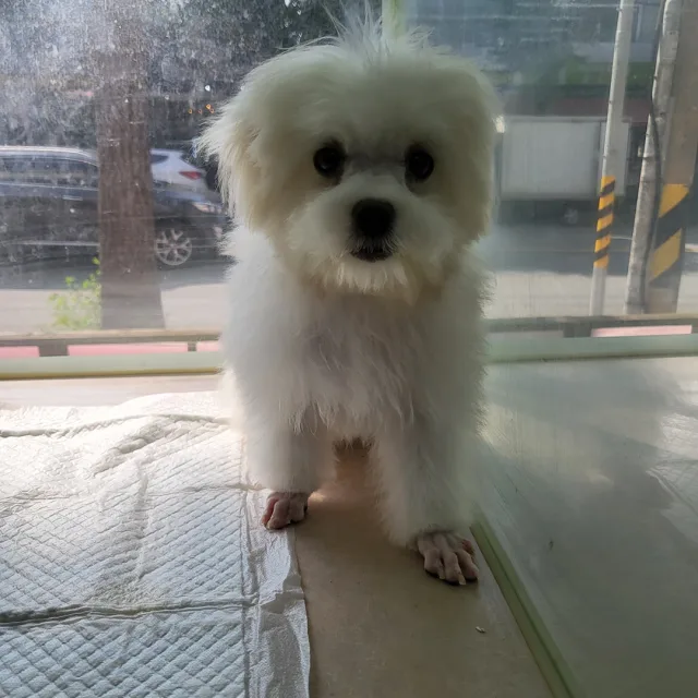 다둥이네