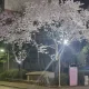 중고마니