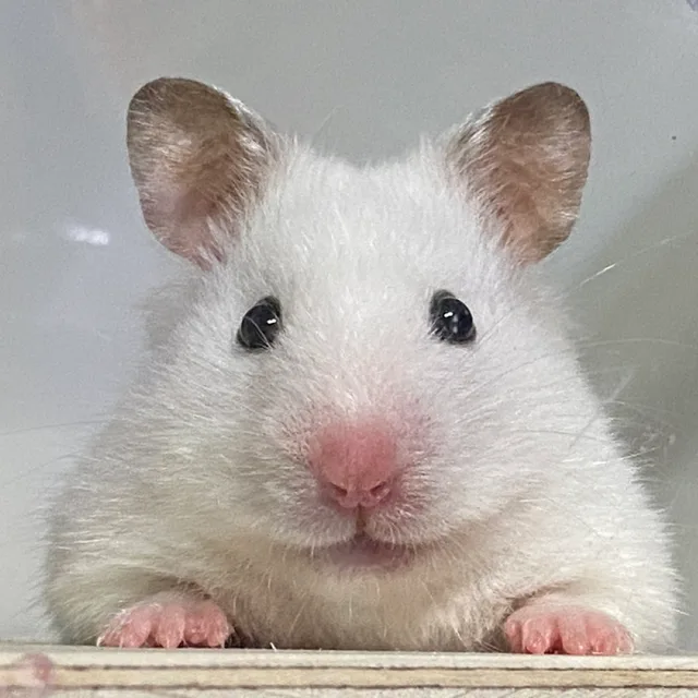 꼬미
