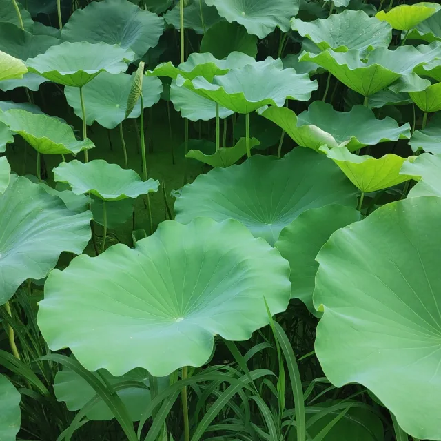 바오밥나무