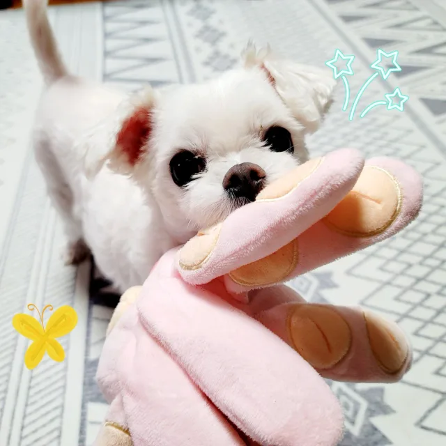 당근색깔개구리