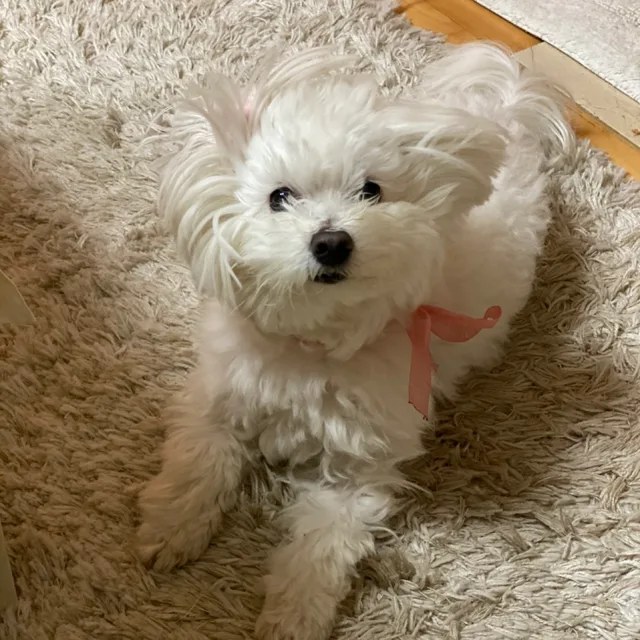 율율이