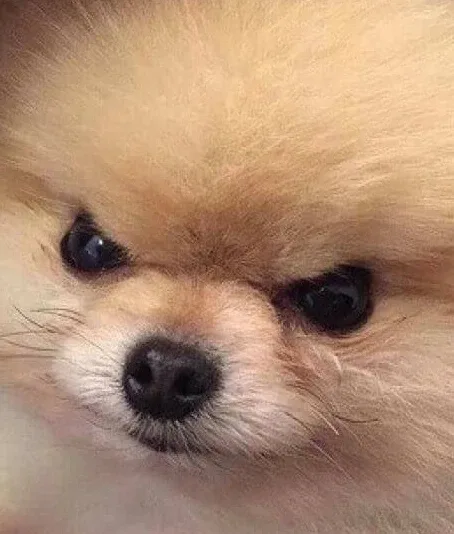 체인쥐