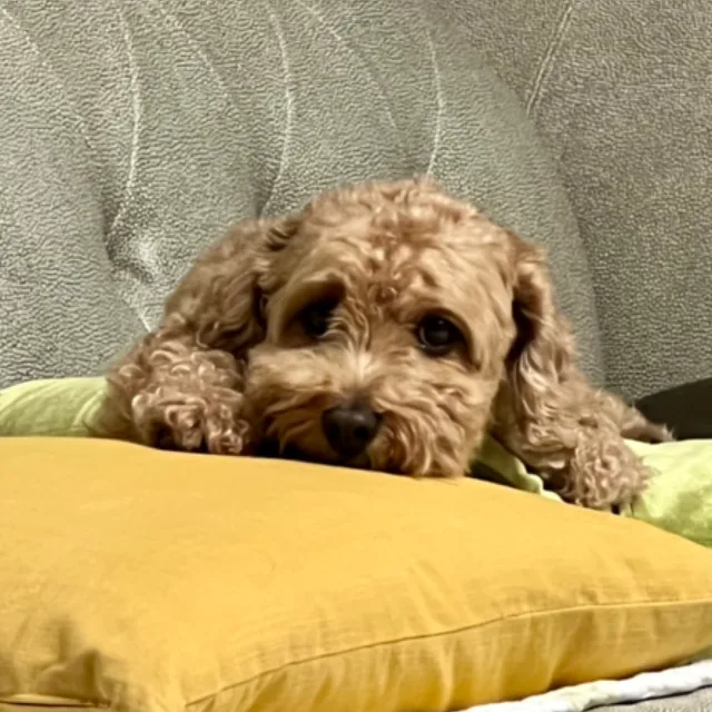 파랑파랑