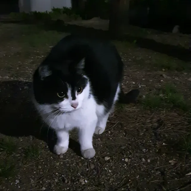 으냥