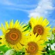 연두