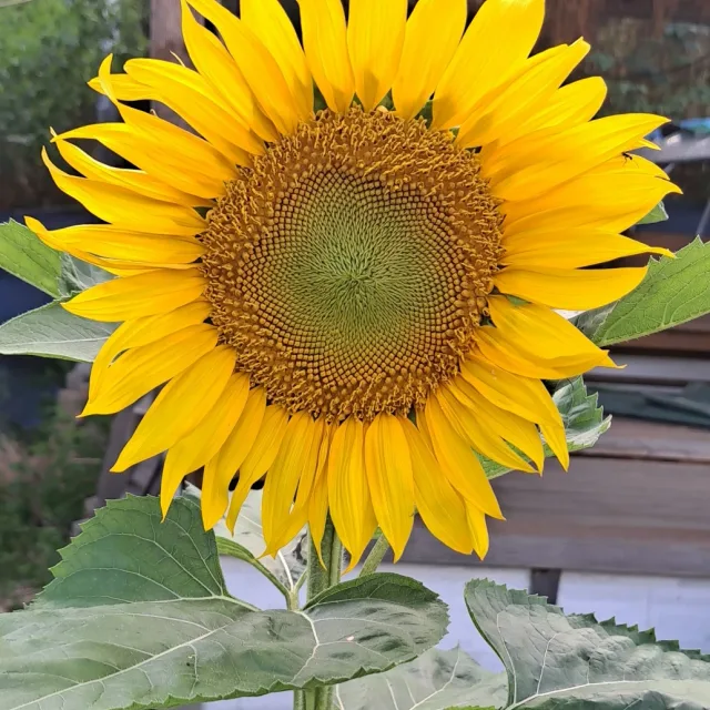 바람꽃