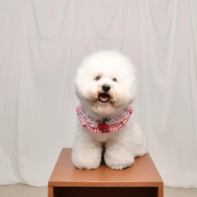앙팡