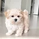 쥬디파파