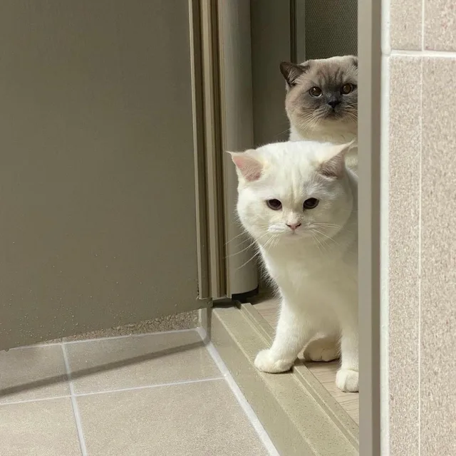 쭌스