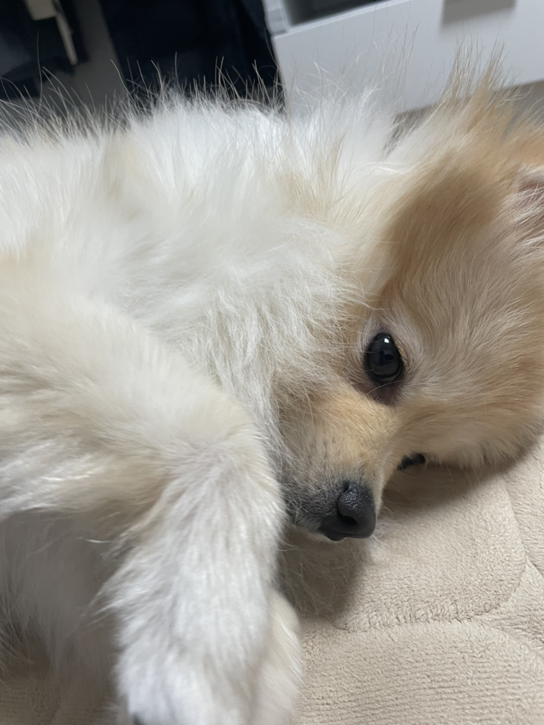 콩콩2