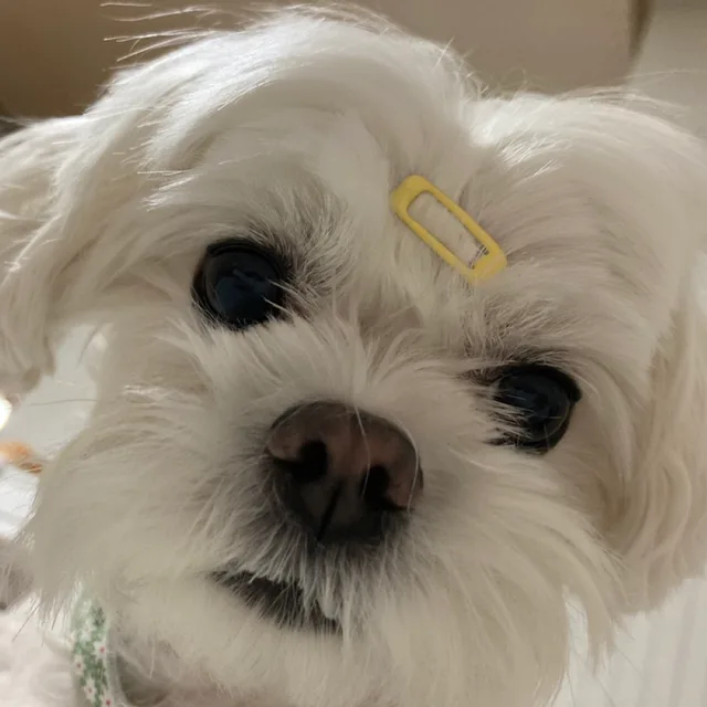 예니