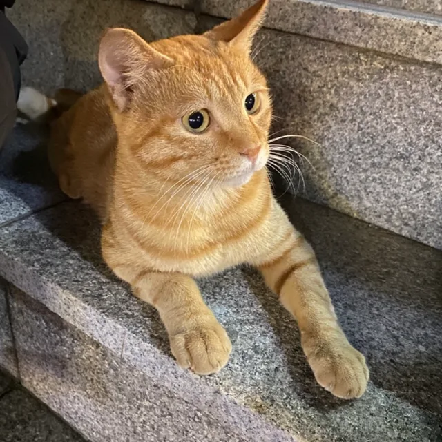 땅근