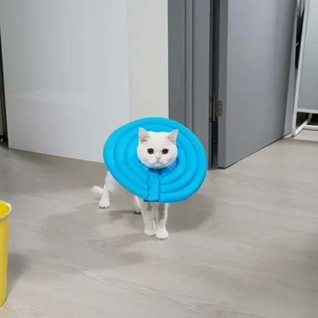 썸포