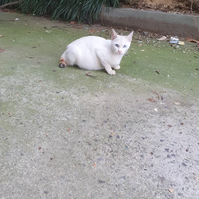 권정직
