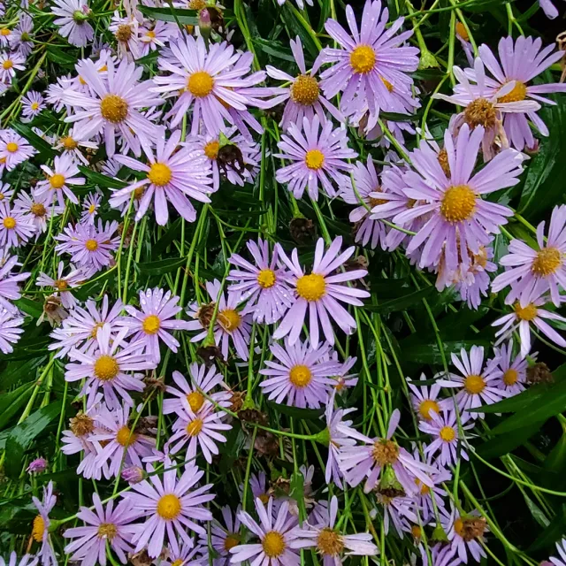 산골아낙