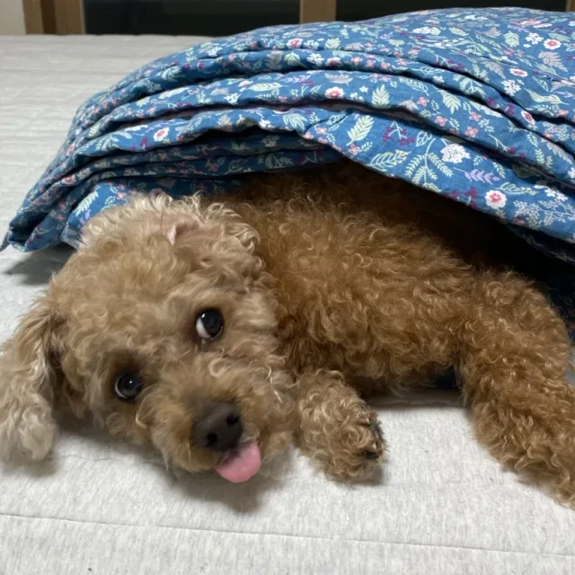 구슬공주