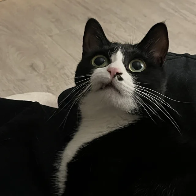 뚱가리