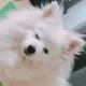 오공애비