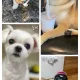 향숙애비