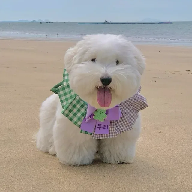 투썽요미