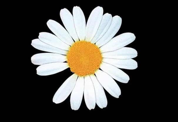 정댕