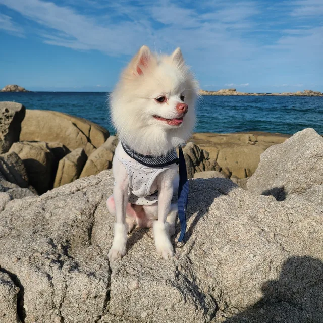 멍멍츠