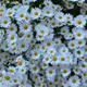 웃음