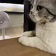 미츠하시