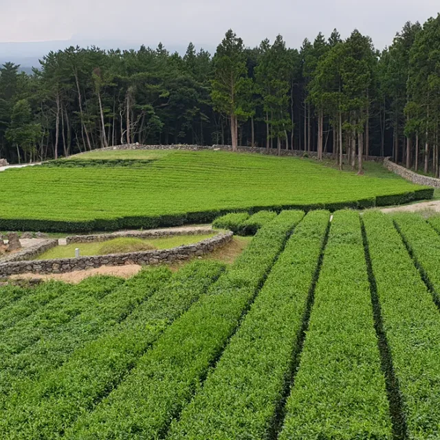 두부