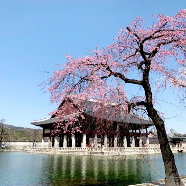 달코롱