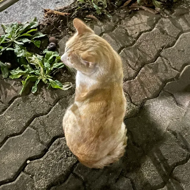 집치우는중0택배가능0