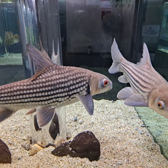 행복