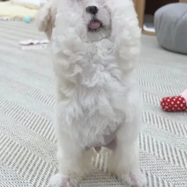 깡깡맘