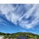 굳센당근
