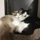 달초