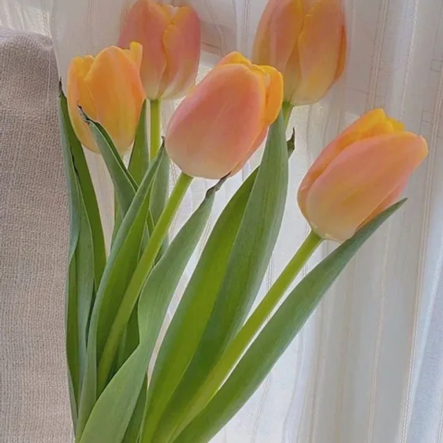 쥐톨