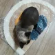 샤라