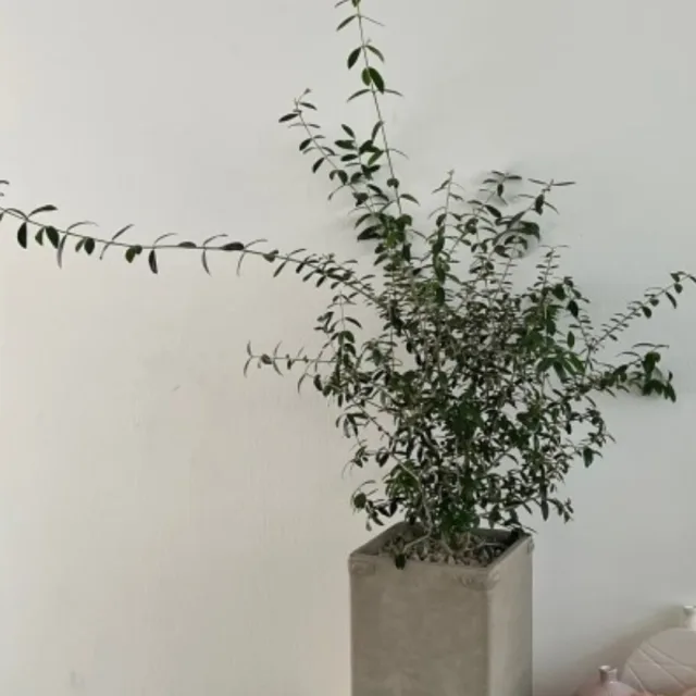 올리브나무