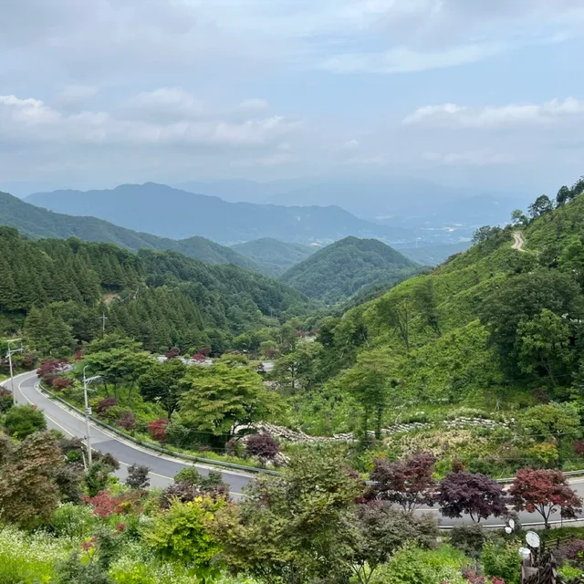 세모나무
